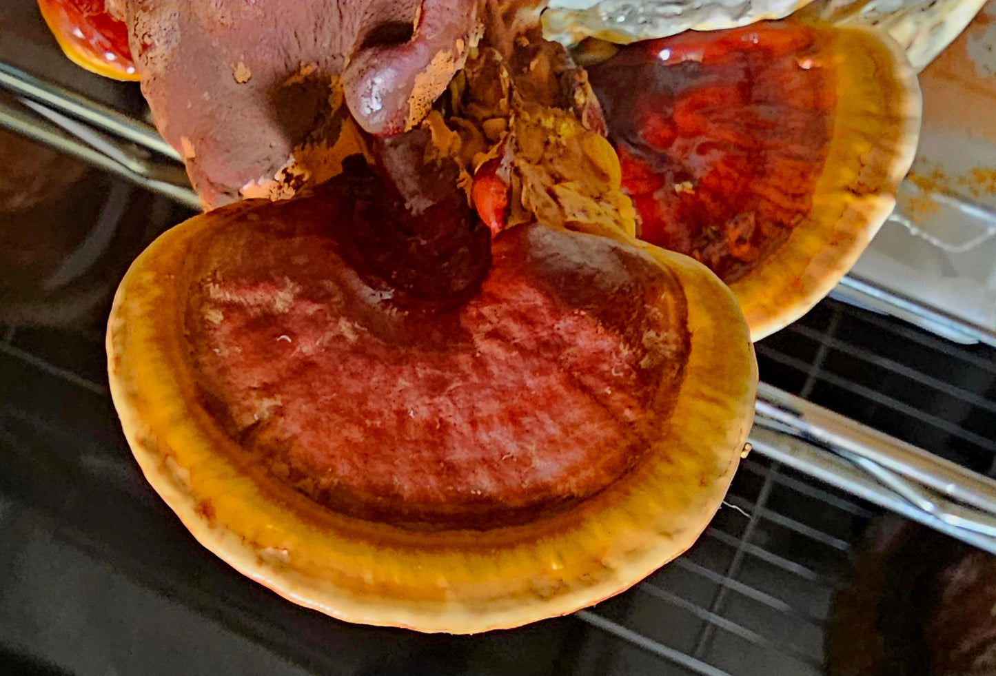 Mycelium Liquid Culture