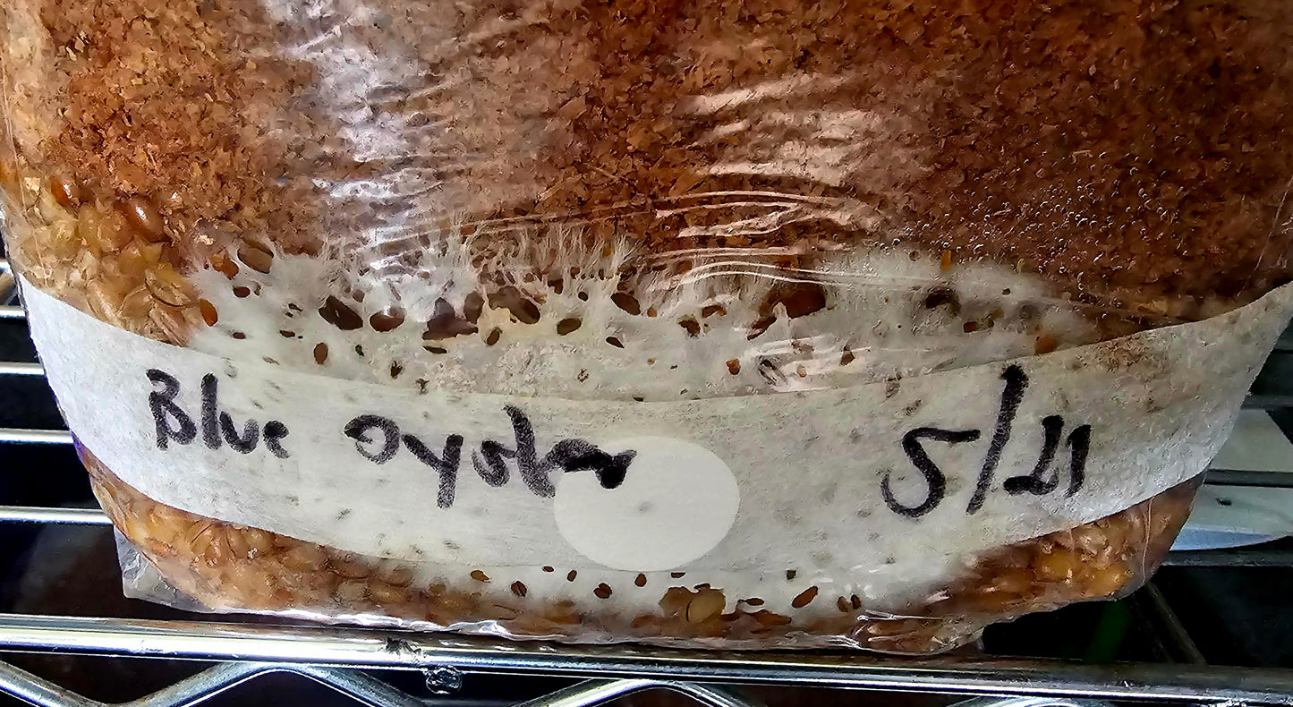 Mycelium Liquid Culture