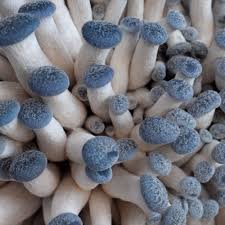 Mycelium Liquid Culture