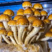 Mycelium Liquid Culture