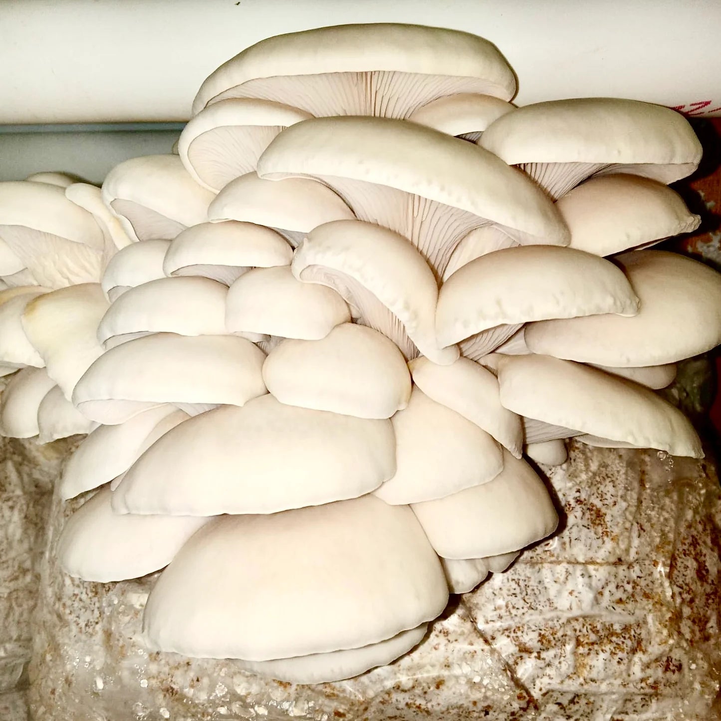 Mycelium Liquid Culture