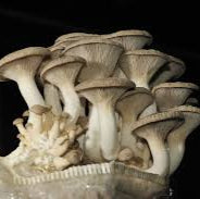 Mycelium Liquid Culture
