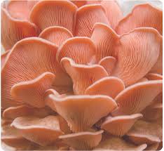 Mycelium Liquid Culture