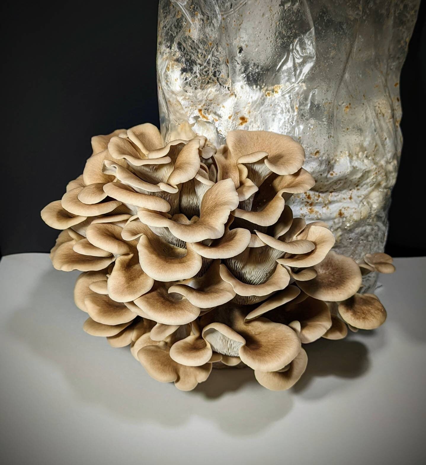 Mycelium Liquid Culture