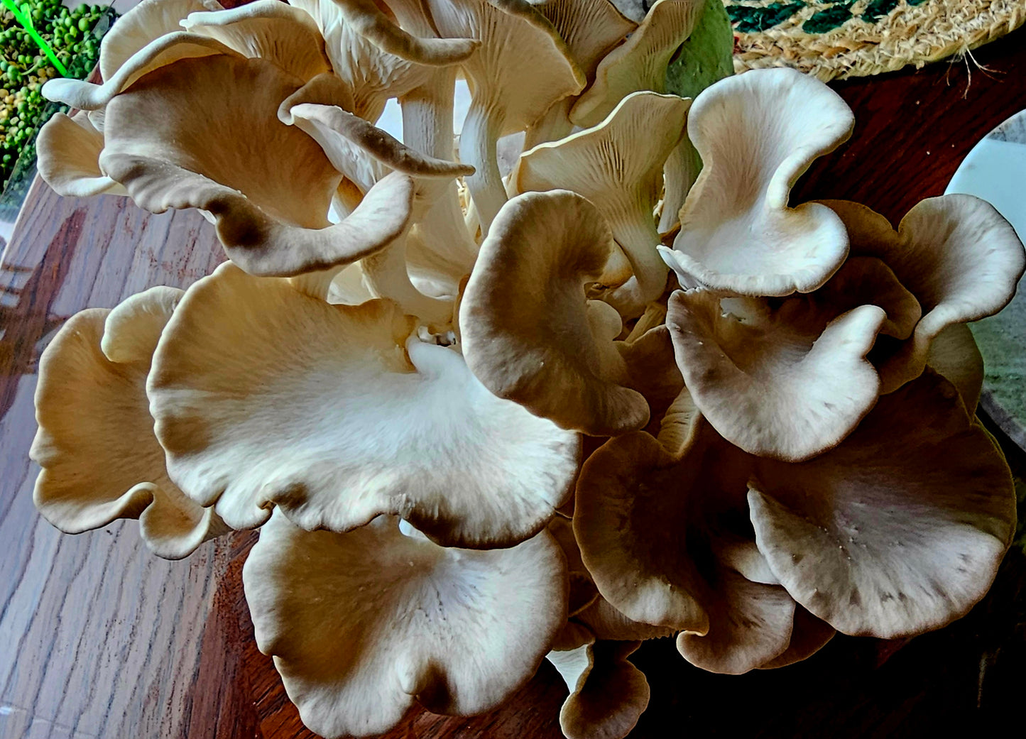 Mycelium Liquid Culture