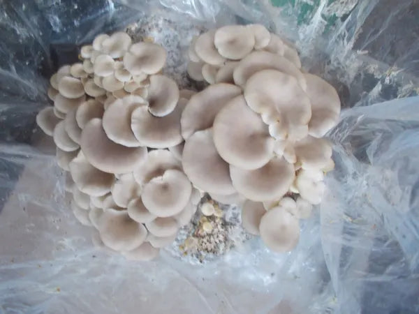 Mycelium Liquid Culture