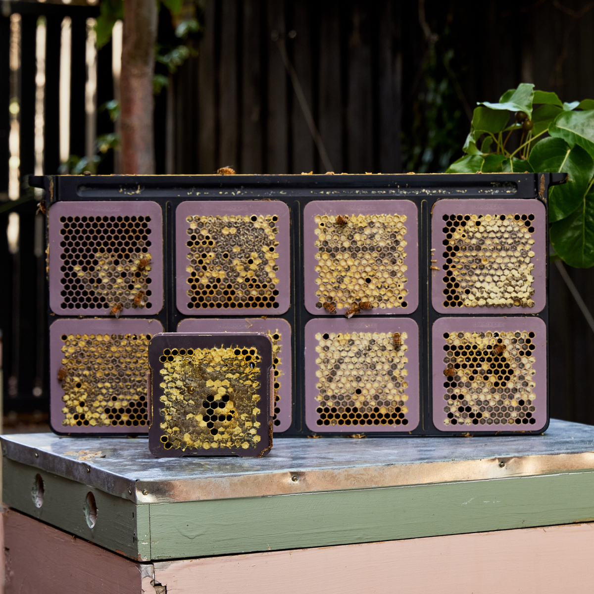 Micro Honey Harvester - 5 Deep Frame Starter Kit
